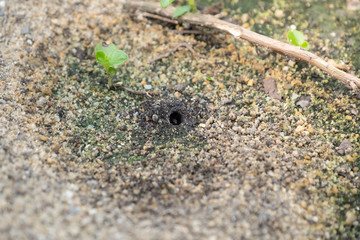 ant's nest Closeup on the ground in nature