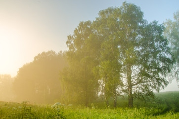 Fototapeta premium thick morning fog in the summer forest
