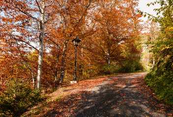 Obraz premium Beautiful romantic alley with vintage lamp post in park. Autumn natural background with colorful trees and leaves. Foliage in Europe, fall. 