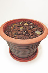 Abstract idea of growing money