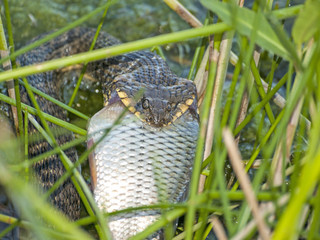 Snake eating a fish on nature