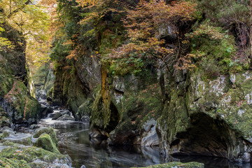 Fairy Glen