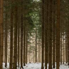 Winter Forest Scene with Tall Trees