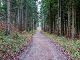 Fototapeta na wymiar A road going through a forest in Switzerland