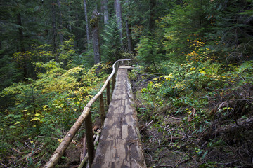 Wooden bridge goes into the dense forest