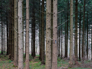 Gerade Baumstämme im Wald