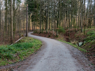 Fototapeta premium Geschwungener Waldweg im Frühlingsanfang