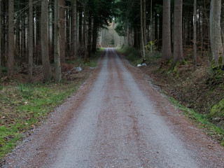 A road going through a forest in Switzerland