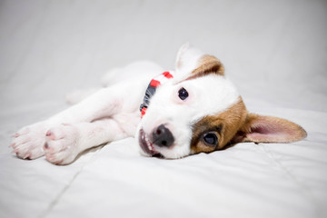 baby jack russell terrier dog  in bed having a siesta and relaxing