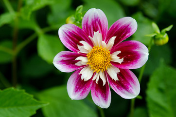 One Dahlia with the name Collorette Princess