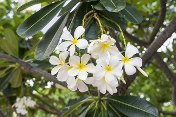 white plumeria flower on the tree