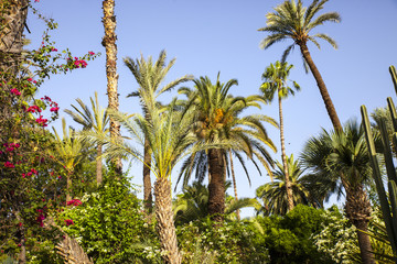 Naklejka premium palms and sky
