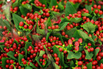 Obraz premium Red Berries