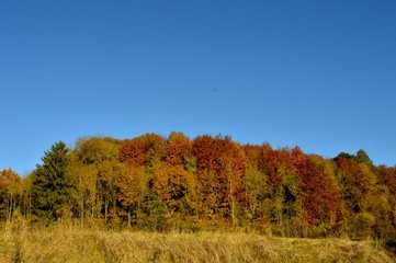 Fototapeta premium Wood with autumn colors