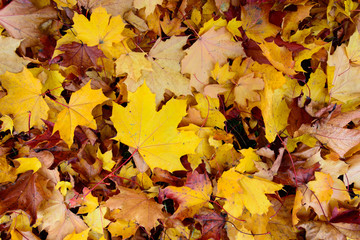 Texture of colorful fallen maple leaves