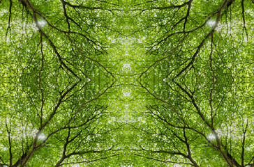 abstract gree leaf and tree mirror effect pattern background