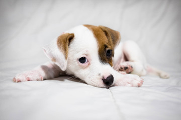 dog baby Jack russel terrier
