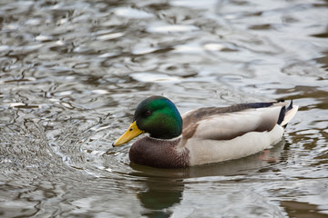 Male mallards in the pond