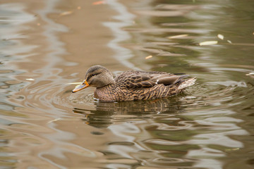 Female Mallard swimming in a pond