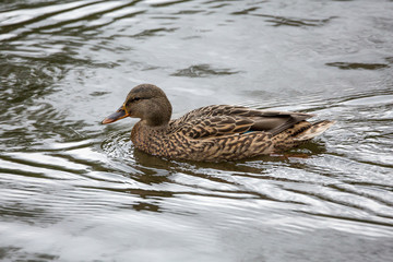 Female Mallard swimming in a pond