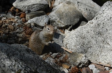 little squirrel sitting among the stones in Yosemite, USA