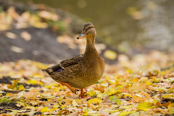 Female Mallard duck on land in the fall