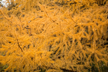 Yellow needles on the larch in autumn