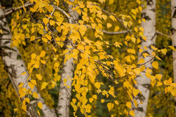 Yellow leaves on a birch in autumn