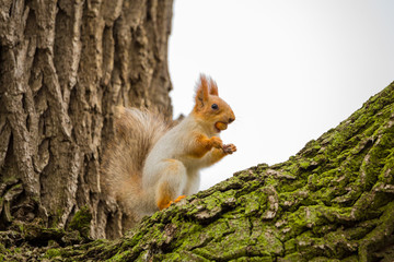Squirrel holding nut in her mouth