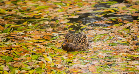 Female mallards in the pond in the fall