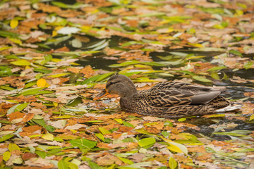 Female mallards in the pond in the fall