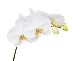 Fototapeta na wymiar Six day old white orchid isolated on white background. Closeup.