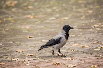 Crow walks on the ground strewn with autumn leaves