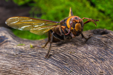 Orange Wasp, Insect