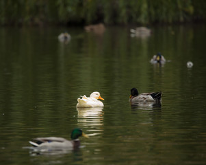 Ducks of the Mallard and white duck in a pond in autumn. Anas platyrhynchos