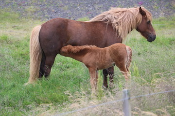 animal cheval jument poulain