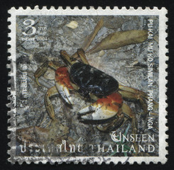 crab in the Mu Ko Similan National Park