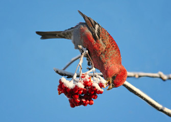 bright beautiful bird is eating a red frozen Rowan berries in winter Park