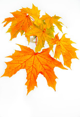 Closeup of a large, natural twig of brightly coloured autumn leaves in a glass vase filled with water on white background. Selective focus, shallow depth of field. 
