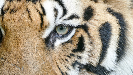 portrait of bengal Tiger eyes