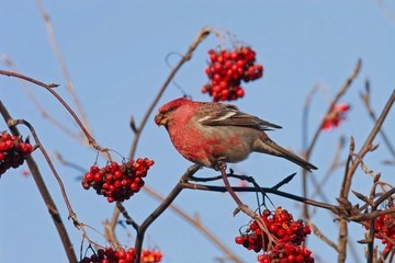 bright beautiful bird is eating a red frozen Rowan berries in winter Park