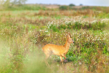 Roe deer buck