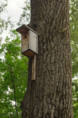 birdhouse on a tree trunk in a summer park