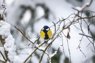 Great tit on a branch