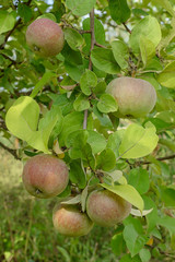 few apples on apple tree branch in the garden