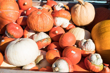 Kürbisse auf einem Herbstmarkt