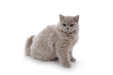 portrait jeune chatte de race british long hair couleur lilac 