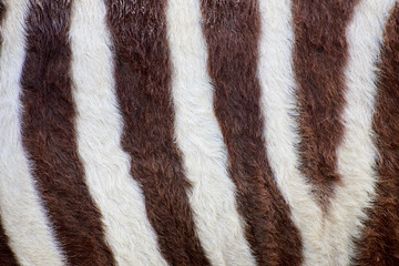 Stripes of zebra.