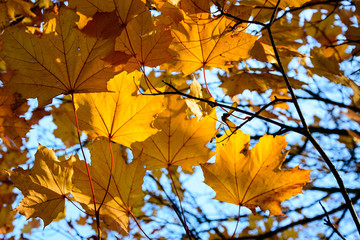 Fototapeta na wymiar Colorful autumn maple leaves at sunset