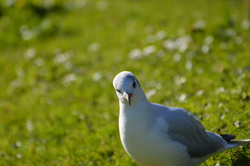 mouette
